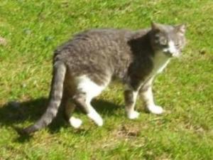 Barncat walking in the yard