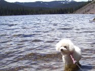 Missy wadding in Dog Lake