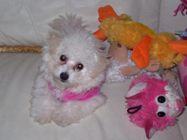 Missy next to her favorite bouncing toy (pink faced toy)