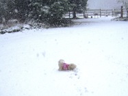 Missy learning to kick up and attack balls of snow