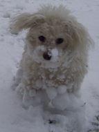 Missy shaking a snowball apart