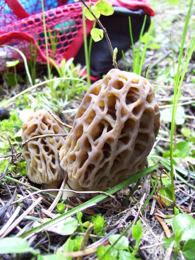Some Morel are black, others more blonde.