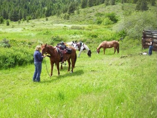 Allowing the horses to graze.