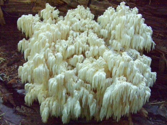 A large Hericium, about basketball size.