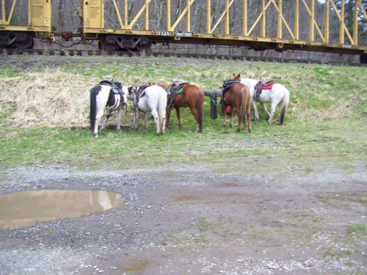 Horses waiting at the hitching rail of the City Hall Saloon.