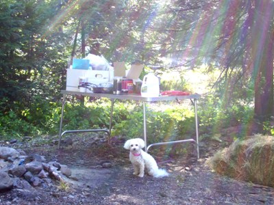 Missy must be tied when camping, as she wanders off to chase chipmunks.