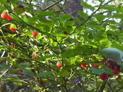 Edible red huckleberries grow along many of the ranch trails.