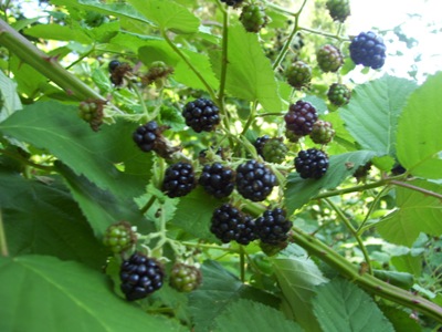 Close up of blackberries.