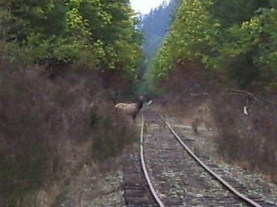 An elk watching us ride along the trail.