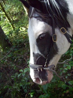 The horses like to eat blackberries too.