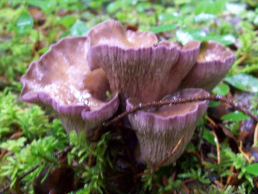 10/04/08 Young or button form of Pig’s Ear (Gomphus clavatus); delicious mushroom!
