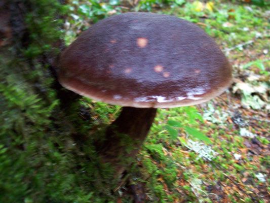 10/04/08 A beautiful large and delicious mushroom is Boletus mirabilis.