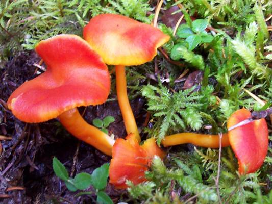 10/17/08 A small grouping of bright colored Waxy Cap (Hygrocybe).