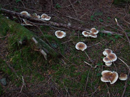 10/29/08 This un-identified mushroom was growing in a large fairy ring. Only part of the ring is pictured here.