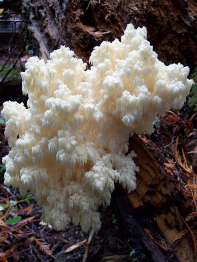 11/05/08 The Hericium mushroom is always a stark beauty with its cascading growth. Hard to clean, but they are excellent in stews. 