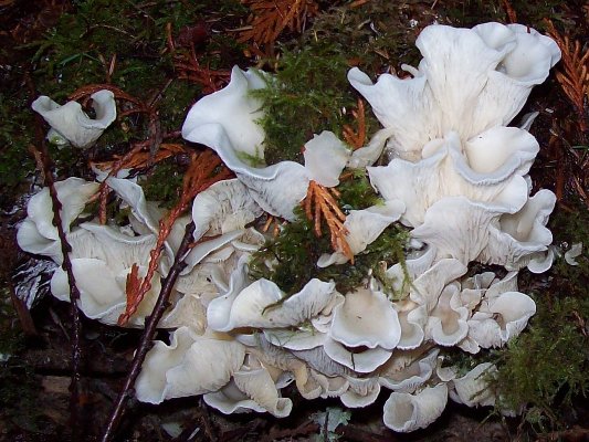 11/05/08 This is a grouping of Angel Wings (Pleurotus porrigens), they aren’t usually as clustered, but more spread out over a log. They add a nice crunch to scrambled eggs.