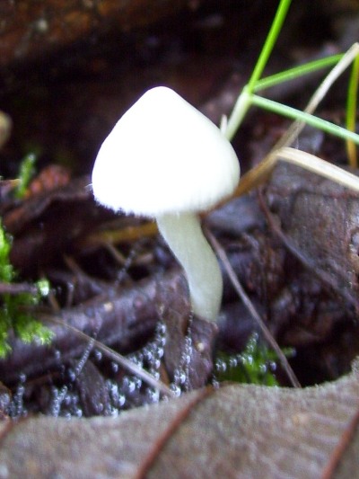 10/07/09 Another tiny mushroom.