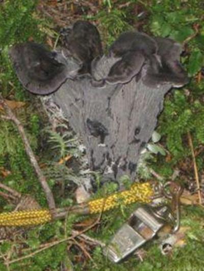 09/14/10 This was the first Blue Chanterelle (Polyozellus multiplex, almost black in color) that we had ever found. Although this looks like a cluster, it is only one mushroom. It’s taste was not as delicious as the White and Yellow Chanterelle.