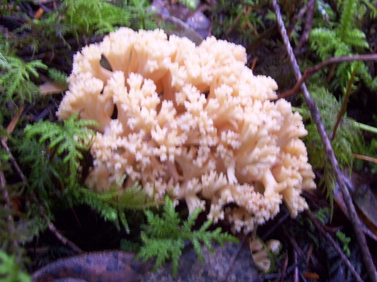 09/22/10 A large Coral mushroom (Ramaria species).