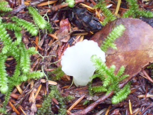 09/22/10 A small Jelly Fungi; this mushroom is much more transparent than the photo shows. 