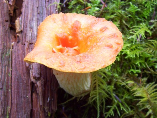 09/22/10 This Woolly Chanterelle (Gomphus floccosus) is not considered edible.
