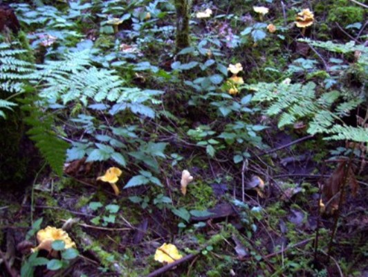 09/24/10 A hillside of Yellow Chanterelle (Cantharellus cibarius). One of the better edible wild mushrooms. 
