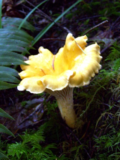 09/24/10 A single Chanterelle can be difficult to spot in bright sunlight or among the yellow leaves fallen from Maple trees. 