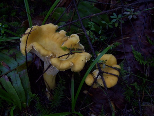 09/24/10 Chanterelle also hide beneath twigs and moss.