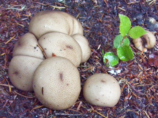 09/26/10 A cluster of Puffballs growing beside a road.