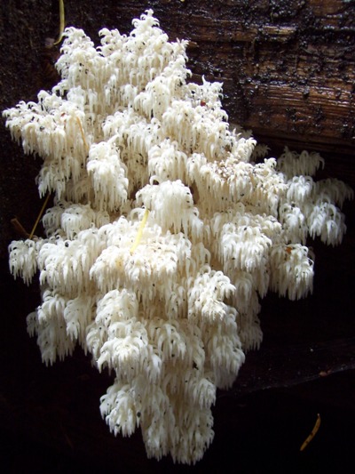 09/26/10 This beautiful Hericium abietis was a stark white contrast to the dark log
