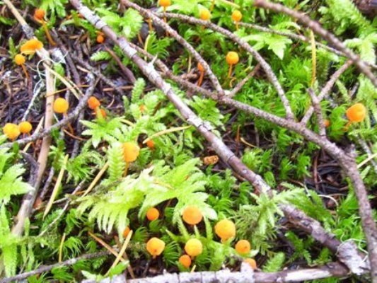 09/26/10 These teeny little orange mushrooms spradically populated the forest floor.