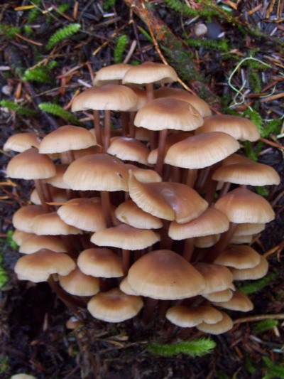 09/26/10 This little bundle of mushrooms might be Collybia acervata (inedible).