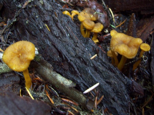 09/26/10 The Winter Chanterelle also called Yellow Foot (Cantharellus tubaeformis). 