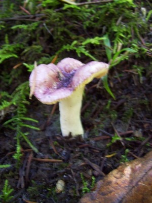 10/06/10 A small Russula of unknown species.