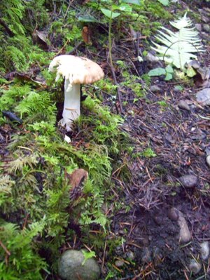 10/15/11 A small Russula of unknown species.