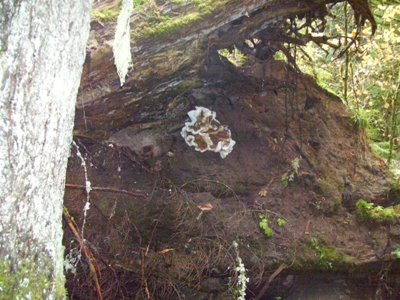 11/01/12 A very large and beautiful mushroom growing from the roots of an upturned fir tree.