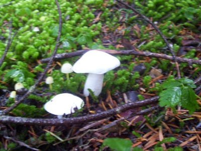 11/04/12 A small unidentified white mushroom, about an inch across the cap.
