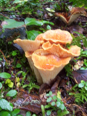 11/04/12 Woolly Chanterelle (Gomphus floccosus) are no longer considered edible.