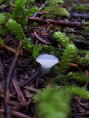 11/04/12 A small unidentified mushroom that looked like clear jelly.