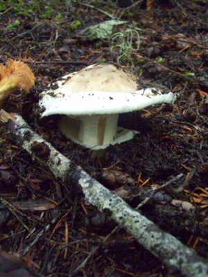 11/04/12 A familiar aroma drifted on the air and we finally found this Matsutake (Tricholoma magnivelare).