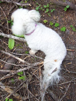 09/20/13 While we were hunting mushrooms, Missy got her tail tangled in a limb.