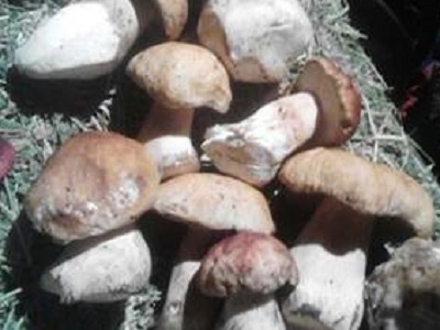 09/20/13 Boletus edulis, we are very excited about this find.