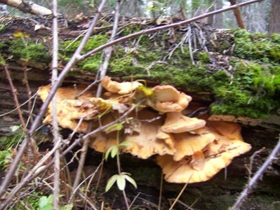 09/27/13 Chicken of the Woods mushroom layers itself on dead logs or stumps.