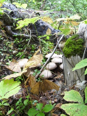 09/27/13 Un-identified grey colored mushroom growing all over a stump.