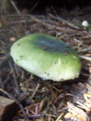 10/23/13 This is a beautiful green colored Russula.