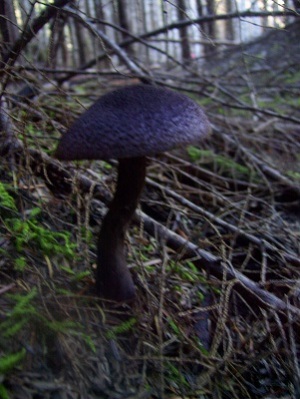 10/23/13 This deep purple almost black mushroom is a Cortinarius violaceus.