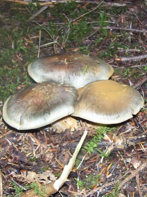 10/23/13 These mushrooms are also a type of Cortinarius.