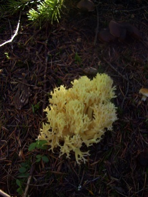 10/23/13 This is a type of Coral (Ramaria) mushroom.