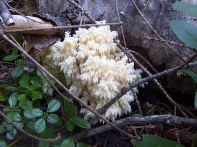 10/25/13 Hericium abietis can get very large.