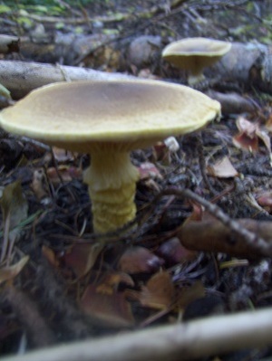 10/25/13 This un-identified mushroom is bright yellow and has a scaly looking stem.